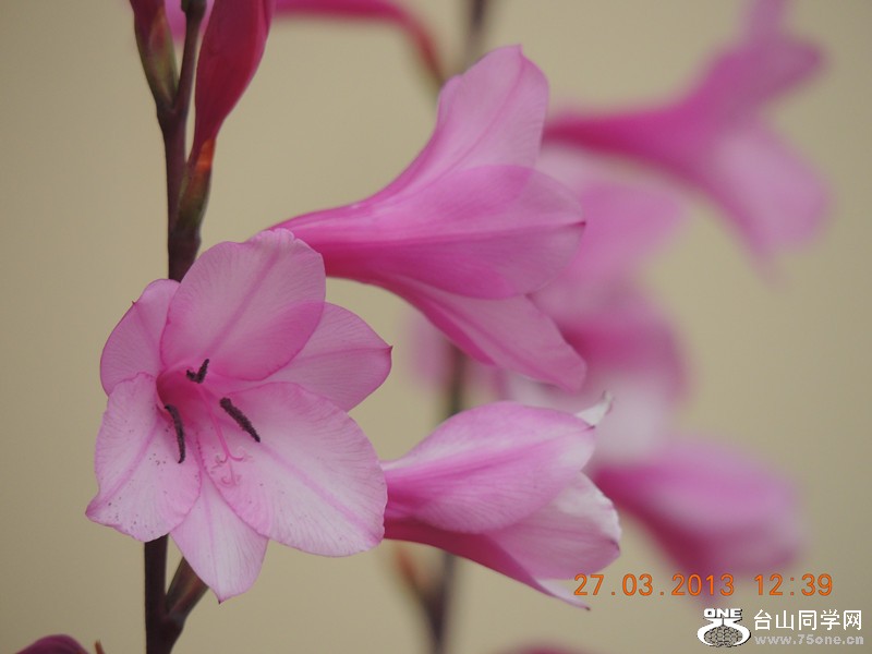 flower 2025_.jpg