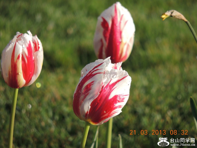 flower 1487_.jpg