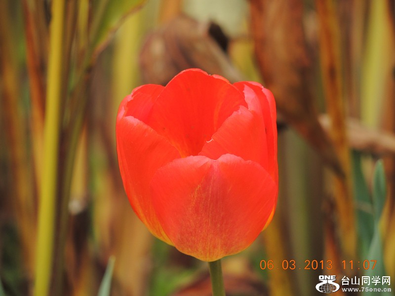 flower 908_.jpg