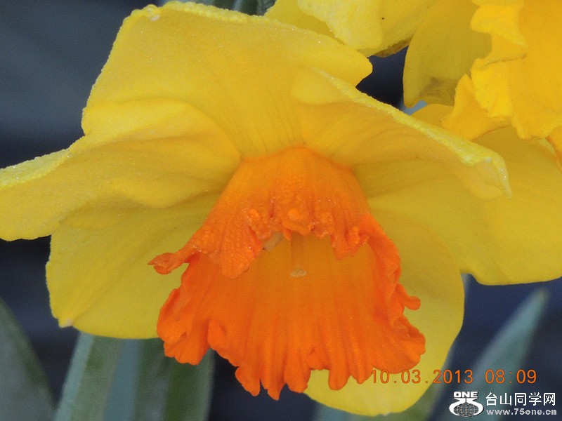 flower 1032_.jpg
