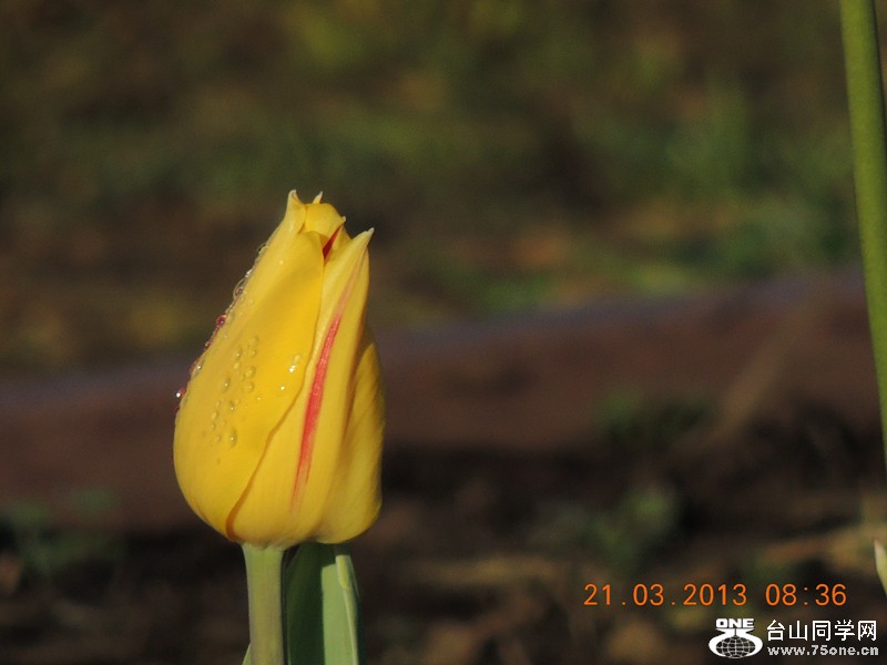 flower 1498_.jpg