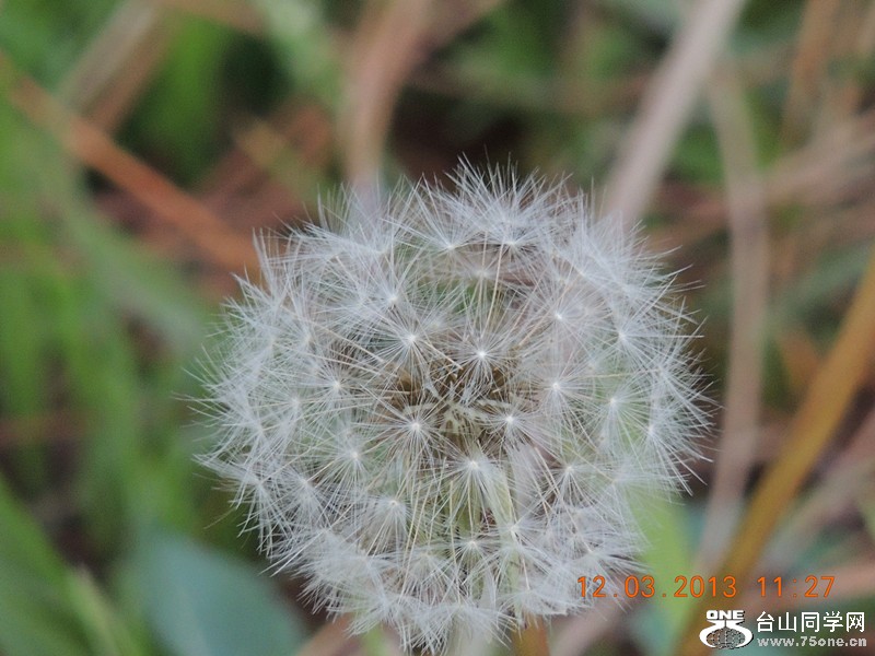 flower 1242_.jpg