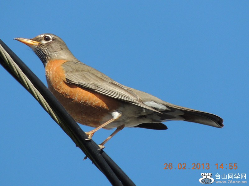 bird 1203_.jpg