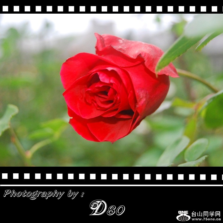 rose8.jpg