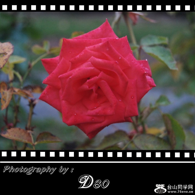 rose6.jpg