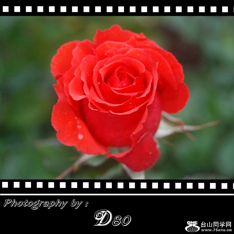 rose3.jpg