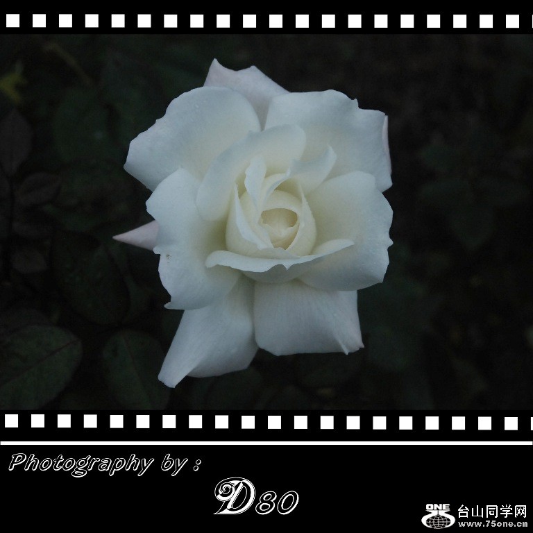 rose4.jpg