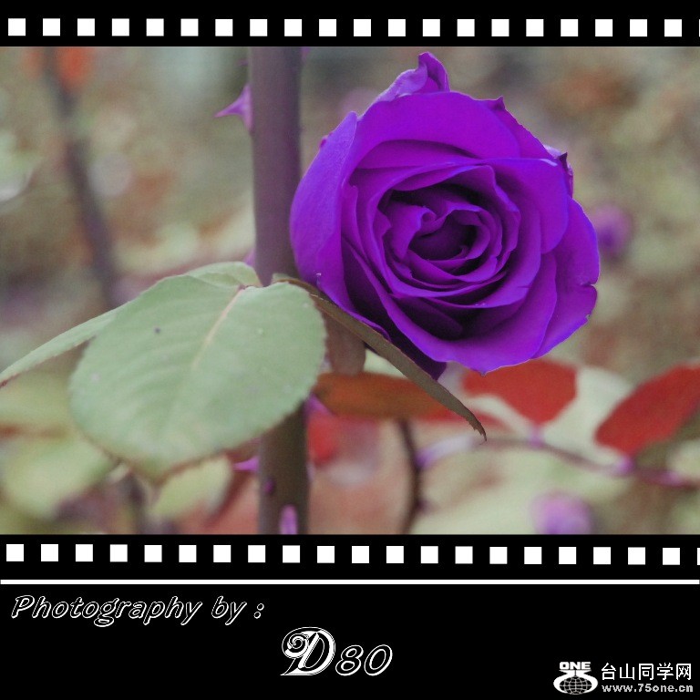 rose10.jpg