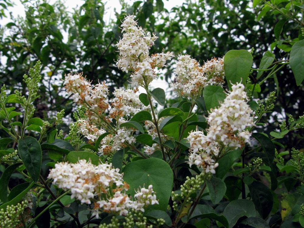 IMG_0968.JPG