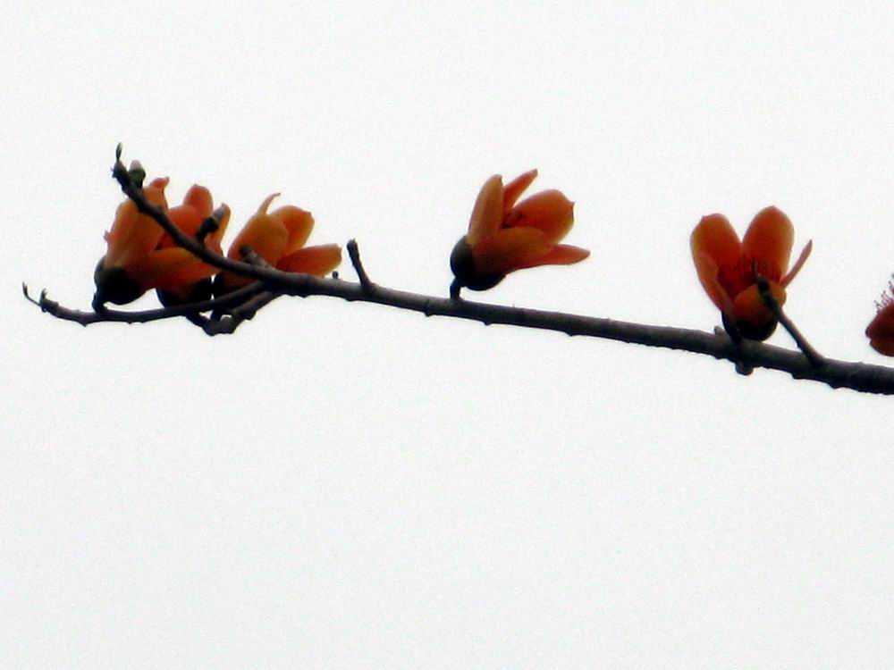 IMG_1885.JPG