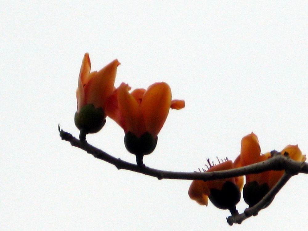 IMG_1891.JPG