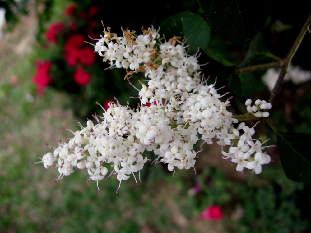 IMG_1934.JPG