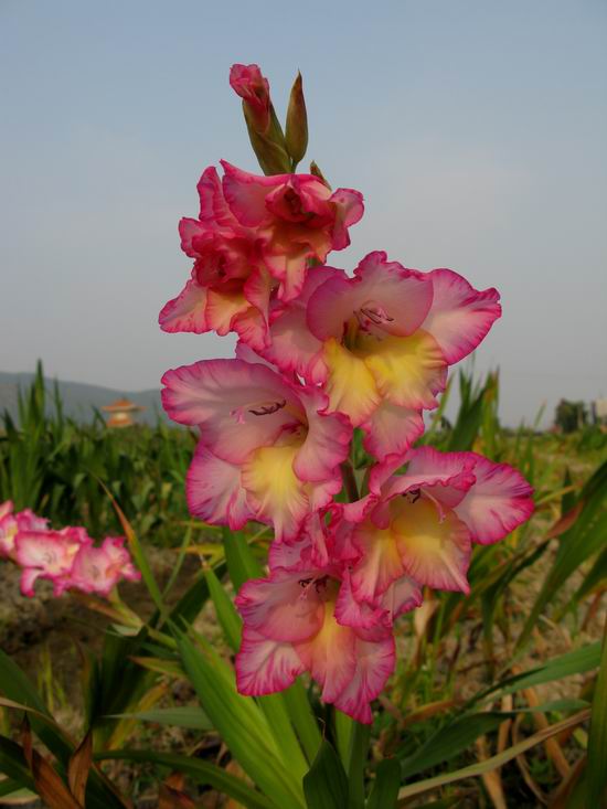 IMG_6257.JPG