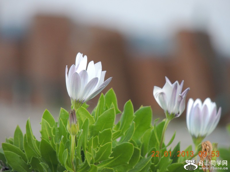 flower 059_.jpg