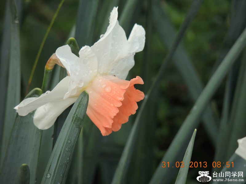 flower 2257_.jpg