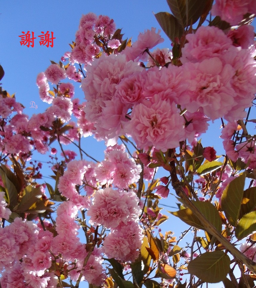 DSC05755-dz-2.jpg