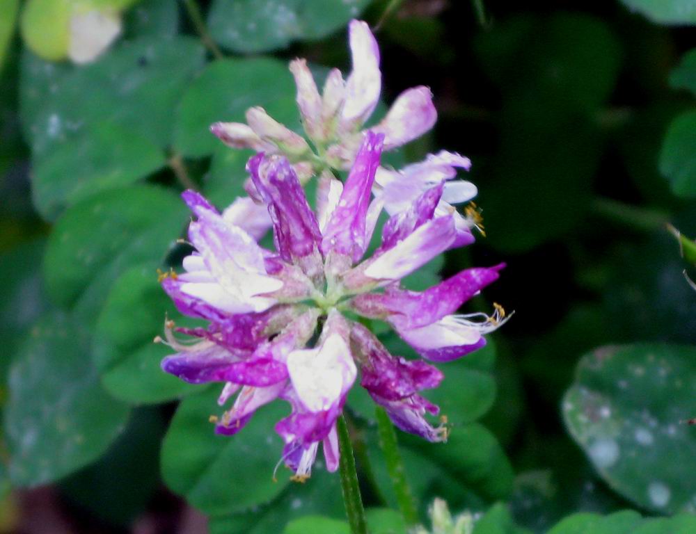 IMG_1468.JPG