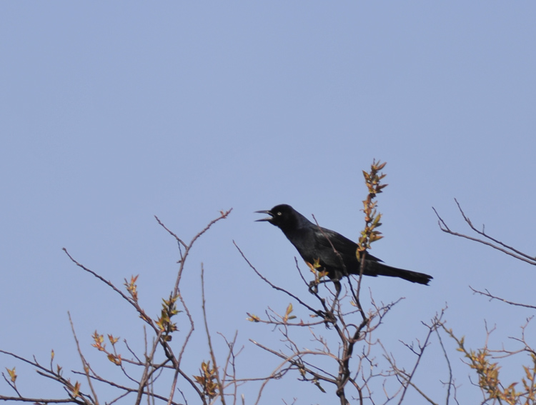 DSC_1603.jpg