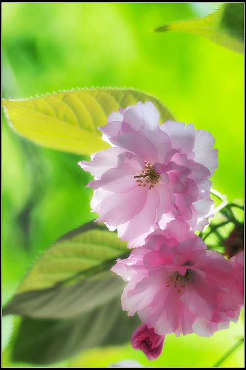 DSC_8433.JPG