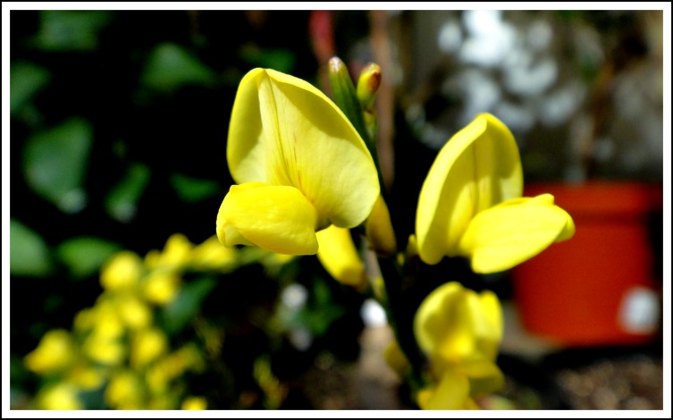 DSC00007.jpg
