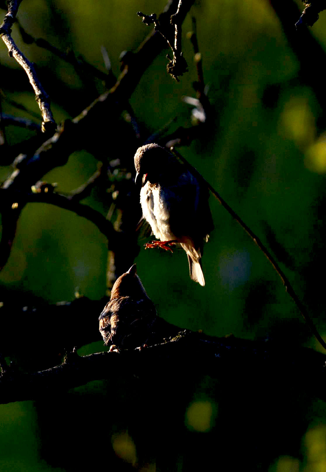 DSC_1657.JPG