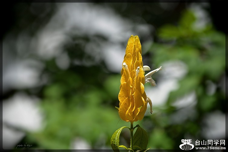 untitled.1077sen.jpg