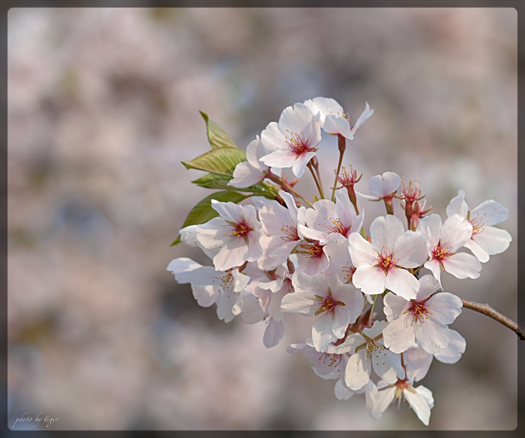 untitled.0207sen.jpg