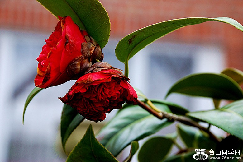 DSC_0028_����.jpg