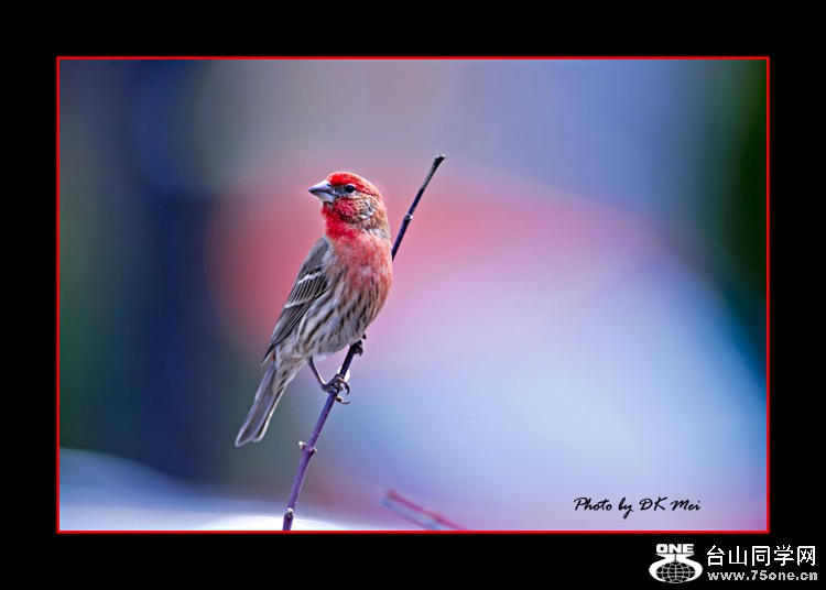 DSC_9381C.jpg
