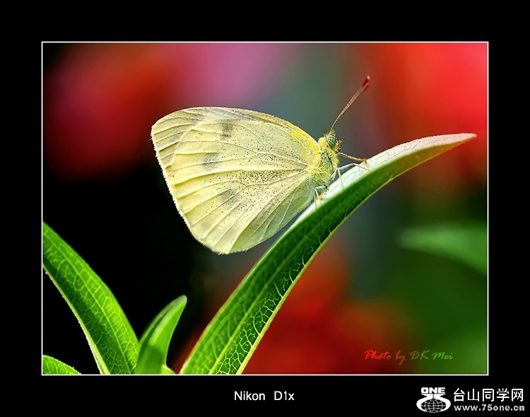 Butterfly 6C.jpg