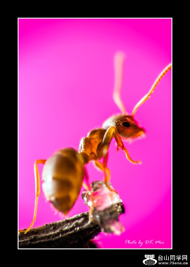 DSC_0131C.jpg