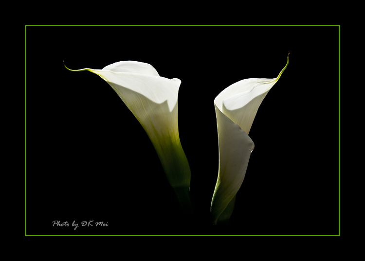 DSC_9569C.jpg