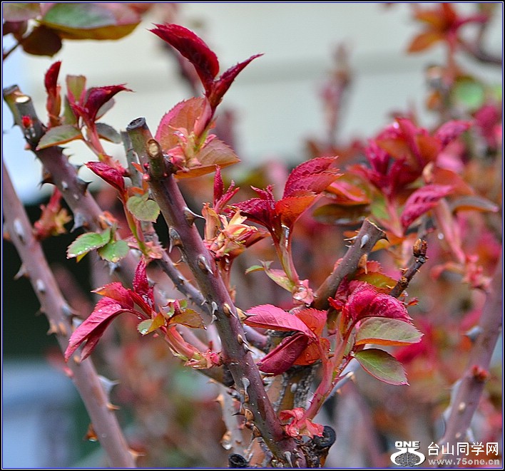 DSC_1164.jpg