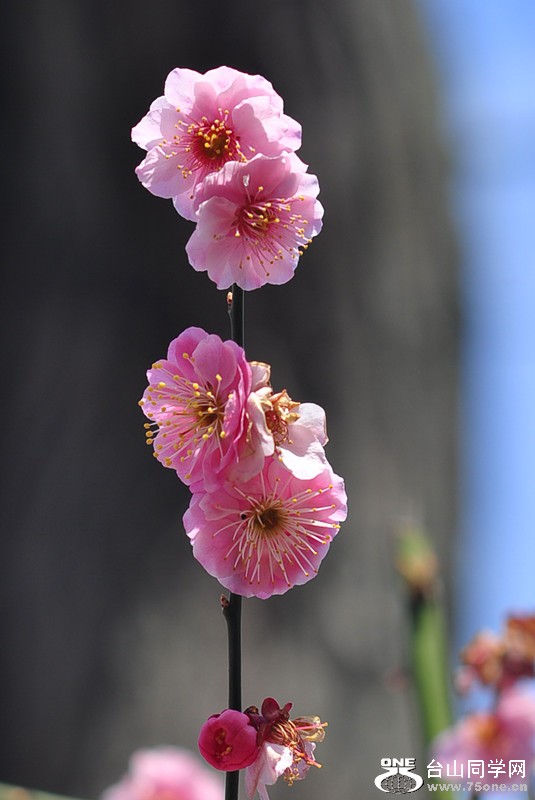 CSC_0694_����.jpg