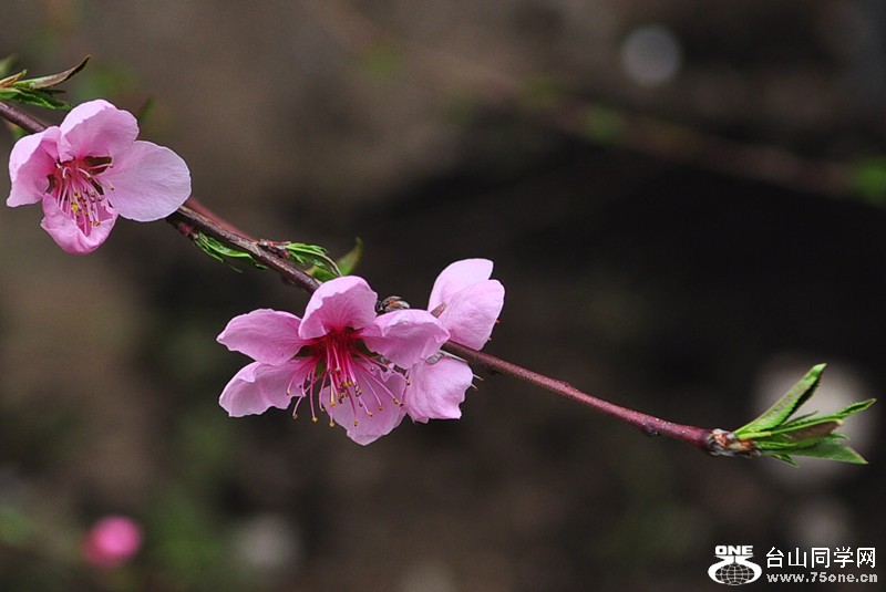 CSC_0944_����.jpg