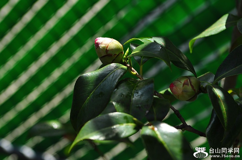 DSC_0678_����.jpg