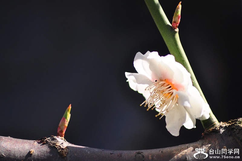 DSC_0667_����.jpg