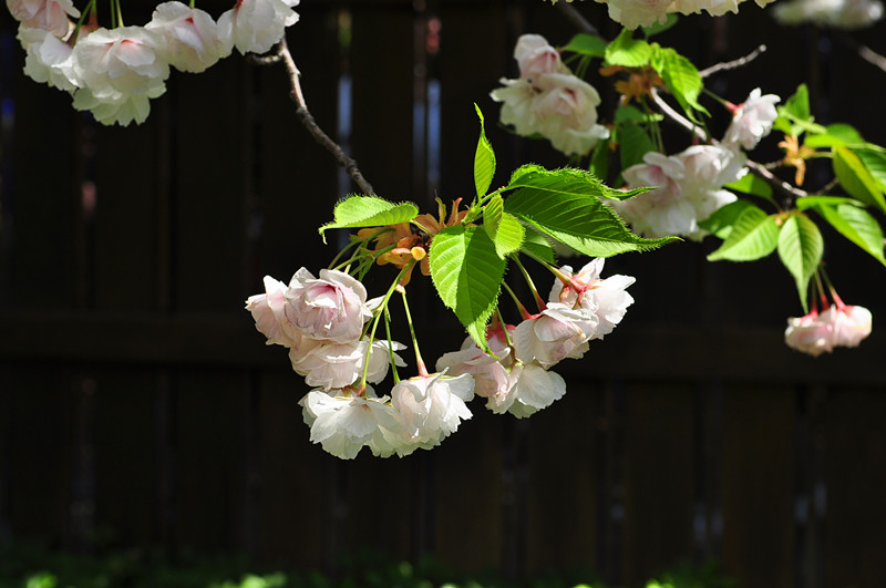 DSC_0328_����.jpg
