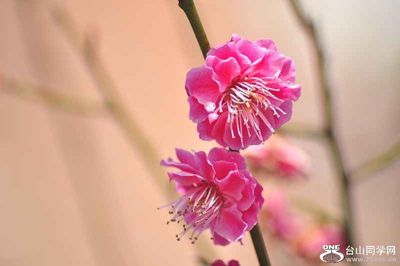 DSC_0665_����.jpg