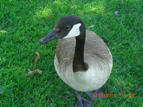 2011_05120143.JPG