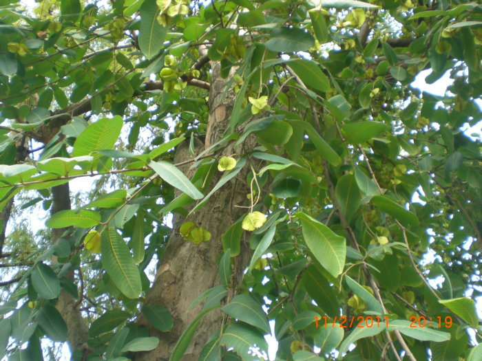 2011_11120854.JPG