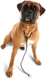 DR. dog.jpg