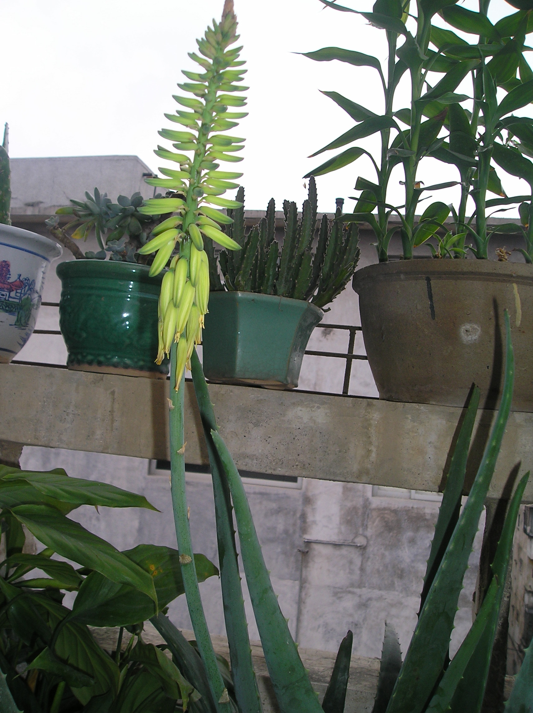 P1010006.JPG
