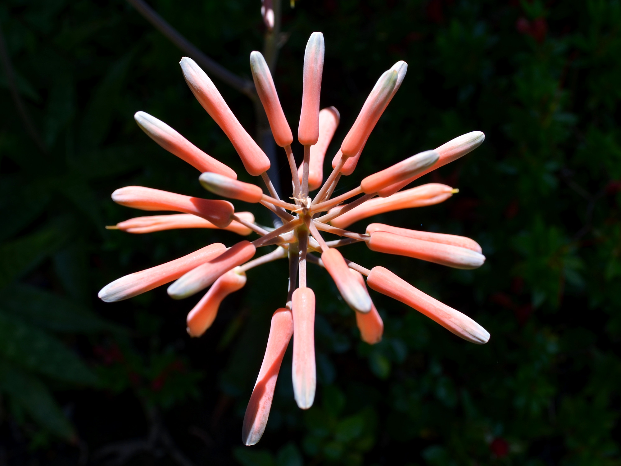 dsc_0069_15.jpg