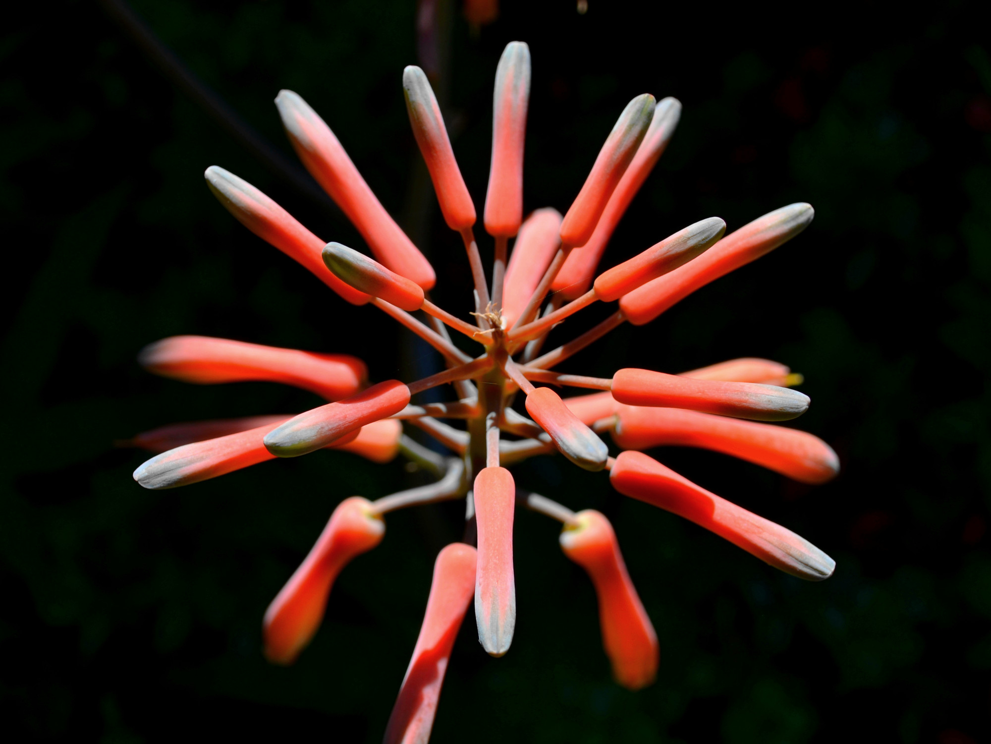 dsc_0037_34.jpg