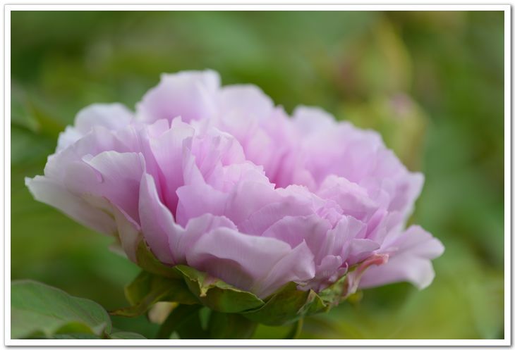 nEO_IMG_DSC_3381.jpg