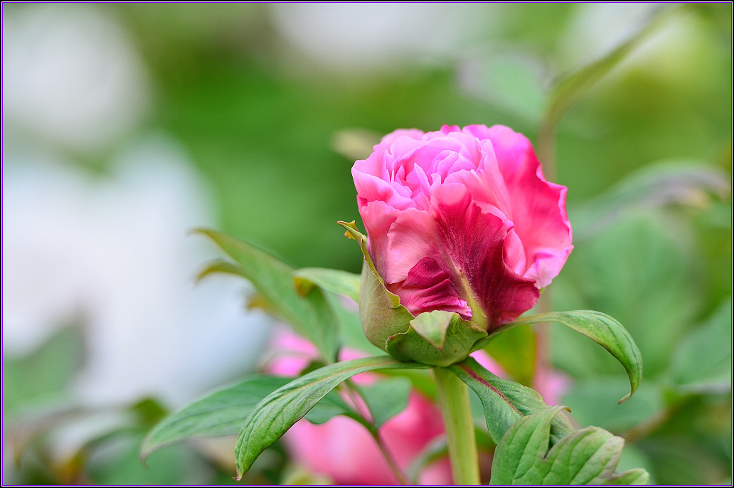 DSC_1127.jpg