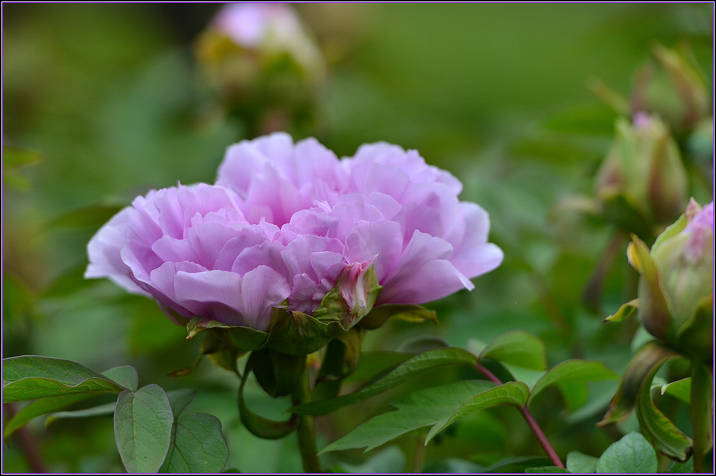 DSC_1168.jpg