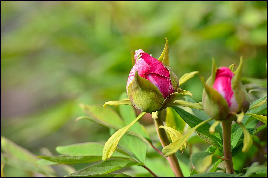 DSC_1109.jpg