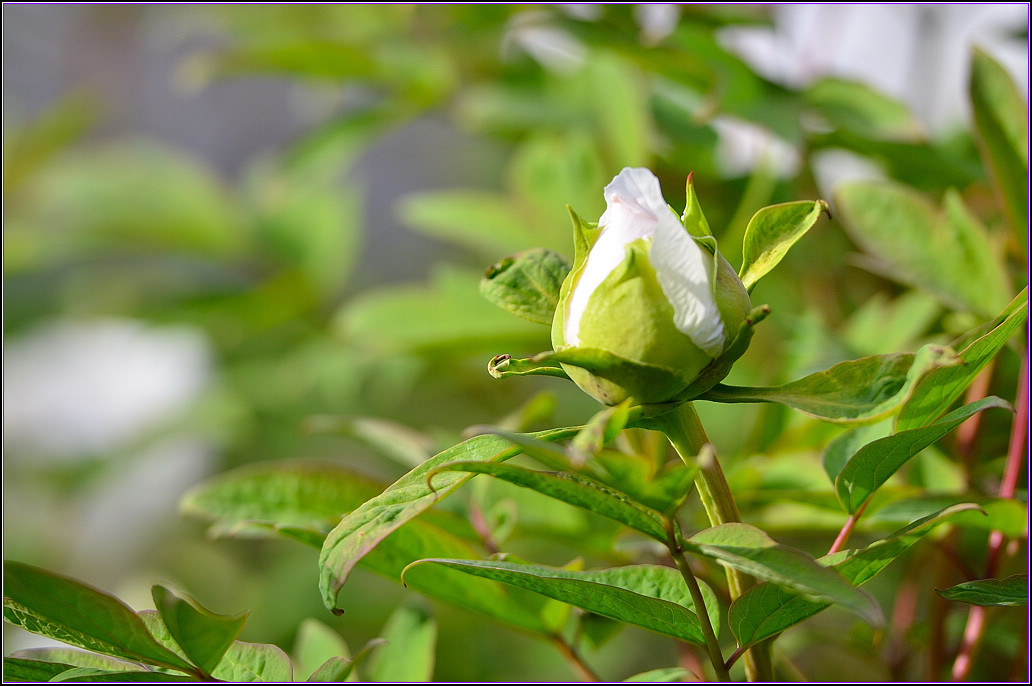DSC_1108.jpg
